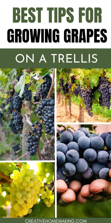 Create your own vineyard at home by mastering the art of growing grapes on a trellis. From selecting the perfect varieties to trellis design ideas, unleash your green thumb and savor the fruits of your labor. Growing Grapes In Backyard Trellis, Grape Garden, Grape Growing Trellis, Backyard Vineyard, Backyard Trellis, Grape Vine Trellis, Grape Tree, Grape Trellis, Vine Trellis