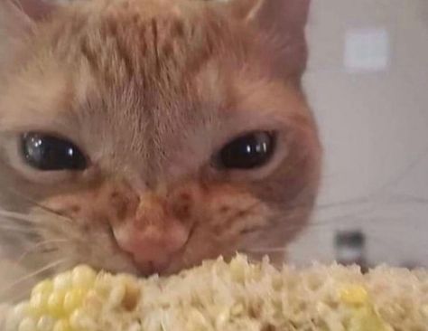 Cat Eating, Söt Katt, Silly Cats Pictures, Angry Cat, Corn On The Cob, Silly Animals, Cat Aesthetic, Funny Cute Cats, Orange Cat