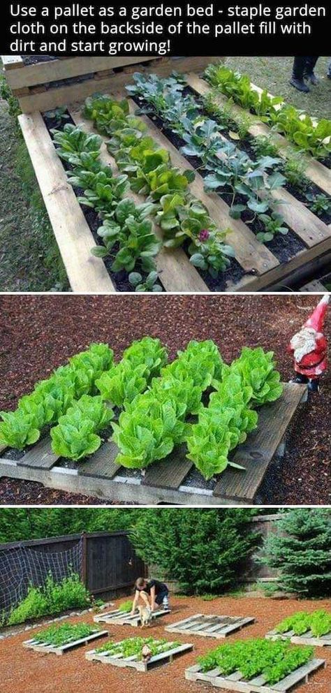 DIY Pallet garden | How to Build a Raised Vegetable Garden Bed | 39+ Simple & Cheap Raised Vegetable Garden Bed Ideas - farmfoodfamily.com Raised Vegetable Garden, Garden Bed Ideas, Vertical Vegetable Gardens, Vegetable Garden Beds, Raised Vegetable Gardens, Vegetable Garden Raised Beds, Vertical Vegetable Garden, Garden Types, Cottage Gardens