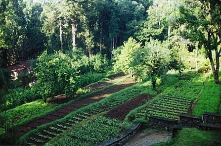 terraced veg Terraced Vegetable Garden, Vegetable Garden Boxes, Sloped Backyard Landscaping, Fenced Vegetable Garden, Dream Backyard Garden, Raised Vegetable Gardens, Hillside Garden, Small Vegetable Gardens, Sloped Backyard