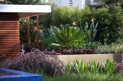 Lush and layered. Contemporary Landscape by Dean Herald-Rolling Stone Landscapes Bird Of Paradise Plant Outdoor, Contemporary Landscape Design, Bird Of Paradise Plant, Paradise Plant, Plant Outdoor, Modern Landscape Design, Outdoor Landscape, Evergreen Plants, Contemporary Garden