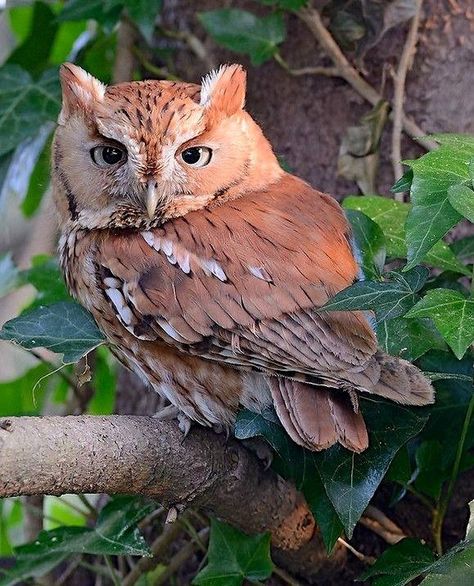 Red Eastern Screech Owl, Drawing Owl, Eastern Screech Owl, Owl Drawing, Awesome Owls, Owl Photography, Red Owl, Bird Tattoos, Screech Owl