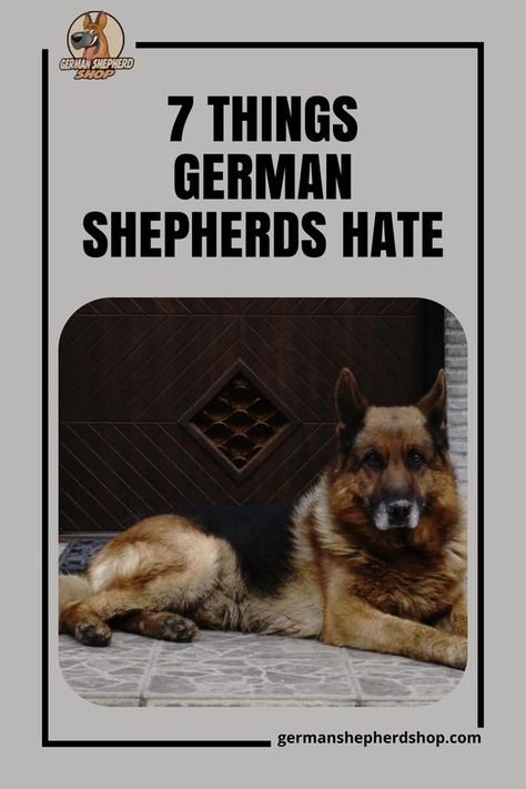 Full Grown German Shepherd, German Shepherd Aggression, German Shepherd Must Haves, Training A German Shepherd, German Shepherd Laying Down, German Shepherd Collar, Training A German Shepherd Puppy, German Shepherd Training Tips, German Shepherd Dogs Puppy