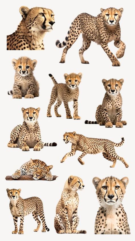 Cheetah Images, Cheetah Aesthetic, Wildlife Design, Animal Illustration Art, Set Ideas, Cheetah Animal, Animal Illustrations, Awesome Designs, Aesthetic Things