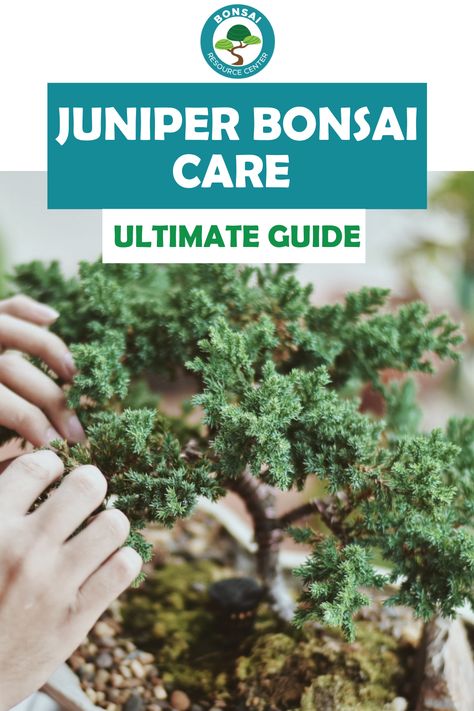 Bonsai Tree Juniper, Bonsai Outdoor Garden, Juniper Bonsai Tree Care, Bonsai Juniper Tree, Bonsai Care Tips, Bonsai Tree Care Indoor, How To Care For Bonsai Tree, Bonsai Maintenance, Bonsai Growing