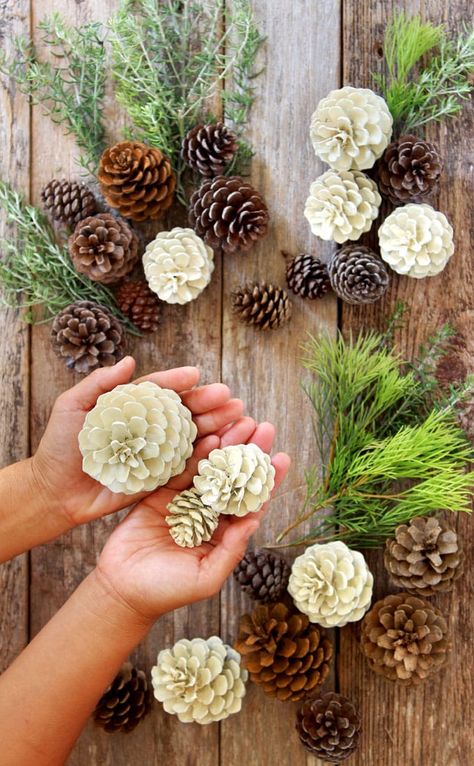 Bleached Pinecones, Bleach Pinecones, Thanksgiving Decorations Diy Table, Julkransar Diy, Oppgaver For Barn, Farmhouse Decorations, Pine Cone Art, Diy Pinecone, Pine Cone Decorations