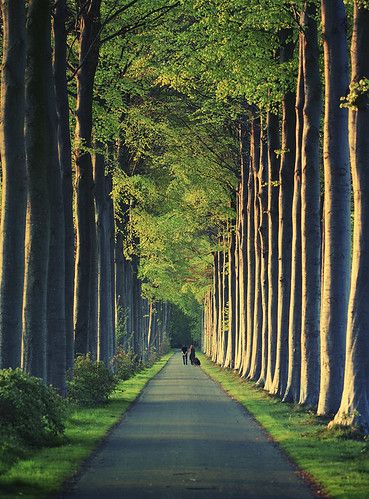 Tree Tunnel, Beautiful Roads, Tree Photography, Tall Trees, Alam Yang Indah, Beautiful Tree, A Tree, Beautiful World, Beautiful Landscapes