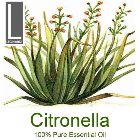 pure essential oil aromatherapy ... Citronella Oil Uses, Oil Illustration, Flowers Icon, Essential Oil Safety, Citronella Oil, Botanical Illustrations, Parts Of A Plant, Oil Uses, Aromatherapy Oils