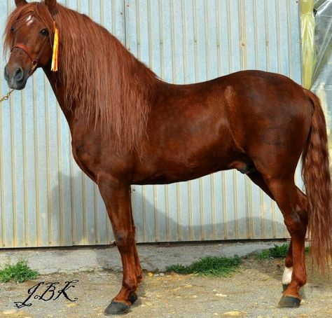 . Chestnut Morgan Horse, Andalusian Horse Buckskin, Lippitt Morgan Horse, Kathiyawadi Horse, American Quarter Horse Palomino, Marwari Horses, Morgan Horse, Andalusian Horse, Types Of Horses