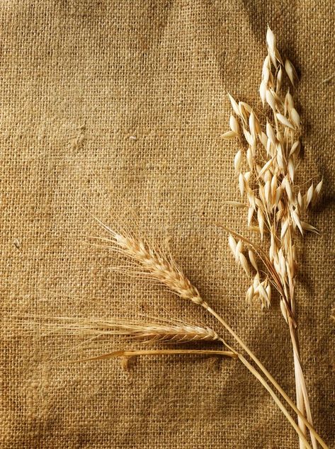 Wheat Pictures, Wheat Border Design, Wheat Background Wallpapers, Background Country, Wheat Field Aesthetic Vintage, Wheat Field Background, Sheaf Of Wheat, Burlap Background, Grain Design