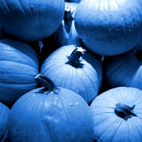 Blue Pumpkins Blue Pumpkin Aesthetic, Pumpkin Aesthetic, Blue Halloween, Colorful Halloween, Blue Pumpkin, Blue Pumpkins, Blue Dream, Blue Hour, Pumpkin Design