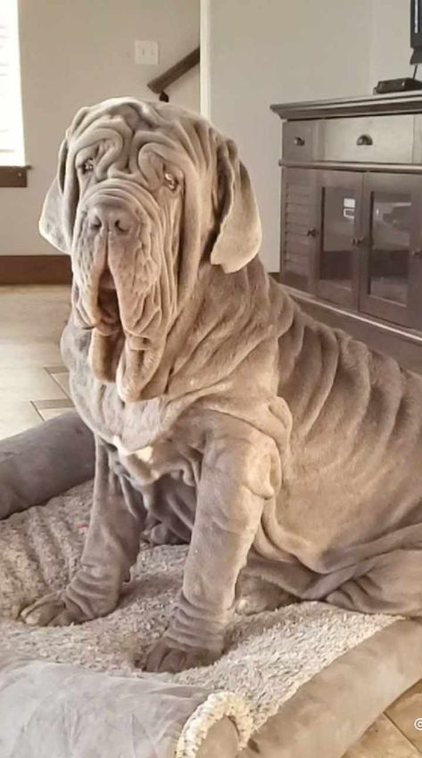 Neapolitan Mastiff, Dog Bread, Neapolitan Mastiffs, Mastiff Dogs, Cute Dogs, Dogs, Quick Saves