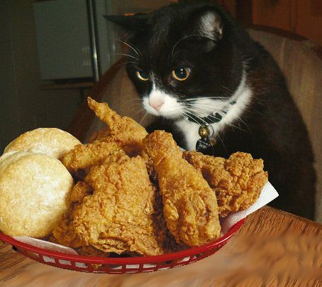 Thankgiving kitty! Chicken Meme, Broasted Chicken, Chicken Funny, Knitting Art, Animal Humour, Pretty Animals, Dinner Is Served, Funny Cat Memes, Boneless Chicken