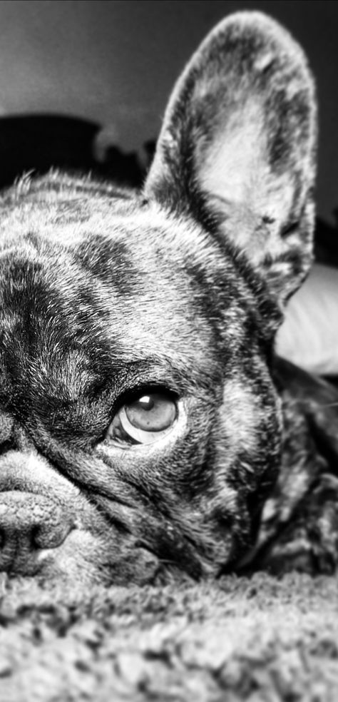 French Bulldog Wallpaper Backgrounds, French Bulldog Background, Frenchie Wallpaper, French Bulldog Wallpaper, Bulldog Wallpaper, Baby French Bulldog, 2020 Wallpaper, Cute Dogs Images, Frenchie Bulldog