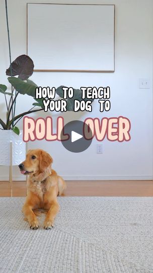 Keep Practicing, Puppy Training, How To Train Your, Training Your Dog, Training Tips, The Other Side, Animal Kingdom, Dog Training, Dog Cat