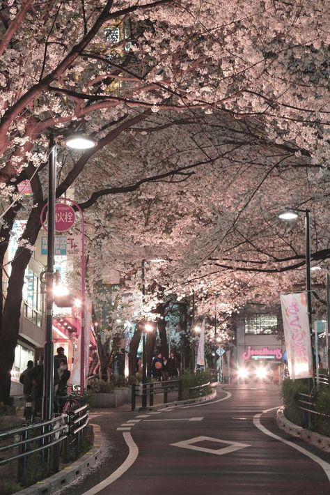 #Beautiful place#Must go to!!!# Japan Cherry Blossom Trees, Sakura Tree, Japon Illustration, Japan Aesthetic, Aesthetic Japan, Japanese Aesthetic, Blossom Trees, Alam Yang Indah, City Aesthetic