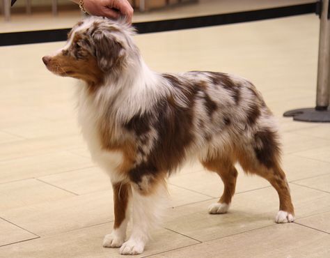 Australian Shepherd Red Tri, Australian Shepherd Training, Red Merle Australian Shepherd, Merle Australian Shepherd, Westminster Dog Show, Miniature American Shepherd, Miniature Australian Shepherd, American Shepherd, Aussie Shepherd