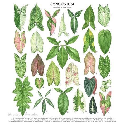 Double tap for Syngoniums 💚 Do you have a favorite Syngonium? 👇🏼 Shop @plant_vault for all your houseplants 🪴 🎨apsley_watercolor #syngoniums #syngonium #syngoniumplant #arrowheadplant #arrowheadvine #podophyllum #plantart #plantartist Arrowhead Plant, Paper Plants, Colorful Plants, Botanical Watercolor, Perfect Plants, Plant Species, Foliage Plants, Plant Mom, Exotic Plants