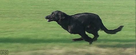 Dog Running GIF - Find & Share on GIPHY Fire Theme, Running Gif, Wolf Running, Animation Process, Dog Running, Run Cycle, Dog Animation, Animation Sketches, Animal Study