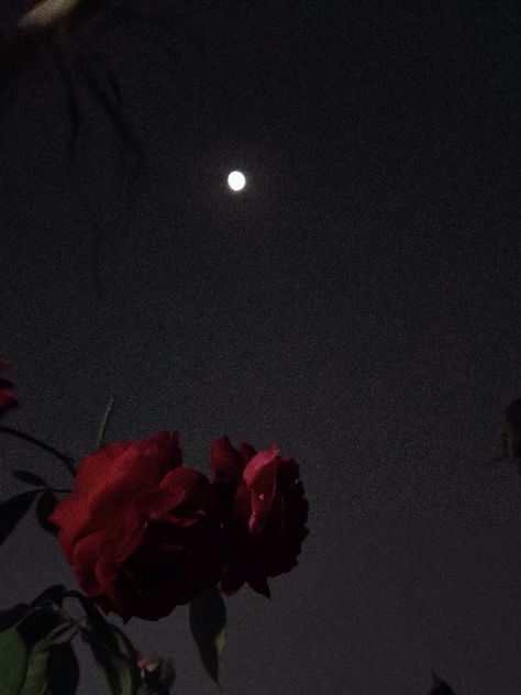 Moon, Rose, dark aesthetic One Red Rose Aesthetic, Rose Flower Aesthetic Dark, Withered Rose Aesthetic, Dark Roses Aesthetic, Roses Dark Aesthetic, Rose Aesthetic Dark, Dark Rose Wallpaper, Rosé Core Aesthetic, Dark Rose Aesthetic