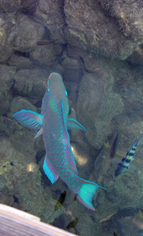 "Parrot Fish", view from above water, Oranjestad, Aruba (May 30, 2012) Fish From Top View, Fish From Above, Looking Up From Underwater, Napoleon Fish, Person Swimming Underwater Reference, Looking Through Fish Tank, Fish In The Ocean Underwater, Lots Of Fish In The Sea, Oranjestad Aruba