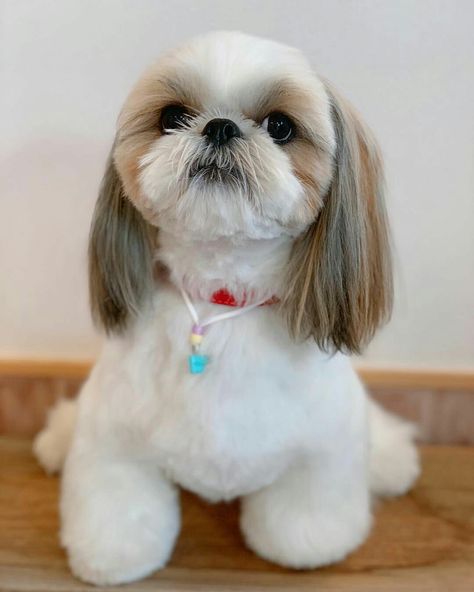 Shitzu Dogs Haircuts, Shih Tzu Puppy Cut, Cute Dog House, Shih Tzu Haircuts, Perro Shih Tzu, Shitzu Dogs, Shih Tzu Grooming, Puppy Cut, Dog Haircuts