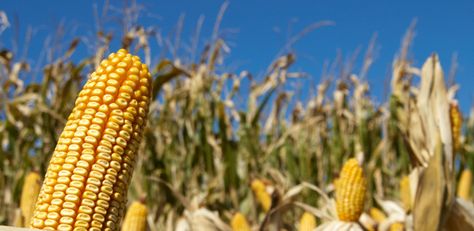 Yes, meatloaf, casseroles, and other comfort meals can be found in church basements across all of Iowa's 99 counties, but this is a state that knows its food and wine When To Harvest Corn, Backyard Herb Garden, Zombie Life, Harvest Corn, Corn Fields, Growing Corn, Gmo Corn, Genetically Modified Food, Dried Corn