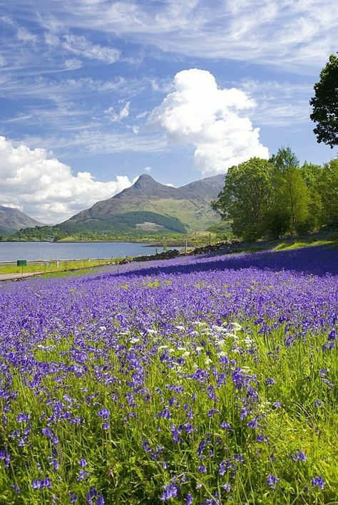 Wild Bluebells in Scotland Highland Scotland, Wild Bluebell, Bonnie Scotland, Scotland Highlands, Trik Fotografi, Isle Of Skye, Scotland Travel, Alam Yang Indah, British Isles