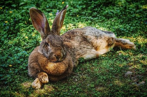 10 Ways to Earn an Extra $10,000 This Year Hare Animal, Flemish Giant Rabbit, Butcher Meat, Rabbit Hunting, Giant Rabbit, Meat Rabbits, Flemish Giant, Raising Rabbits, Rabbit Life