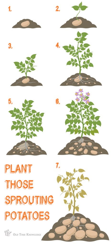 Plant sprouted potatoes from your kitchen today - Old Time Knowledge Growing Potatoes From Sprouted Potatoes, What To Do With Sprouted Potatoes, How To Plant A Potato, Tips For Growing Potatoes, Planting Sprouted Potatoes, Plant Potatoes From Potatoes, How To Plant Potatoes From Potatoes, Potato Planting Ideas, Planting Potatoes From Old Potatoes