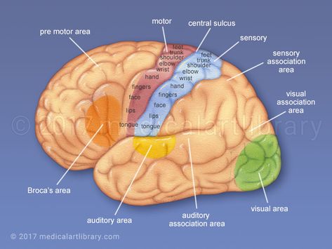 Cerebral Cortex - Functional Areas - Medical Art Library @ilovemygoattote.com #brain #nervoussystem #rightbrain #leftbrain #rehabilitation #mentalhealth Wernicke's Area, Secret Stories, Brain Based Learning, Cerebral Cortex, Sensory Input, Sensory Motor, Frontal Lobe, Brain Facts, Brain Anatomy