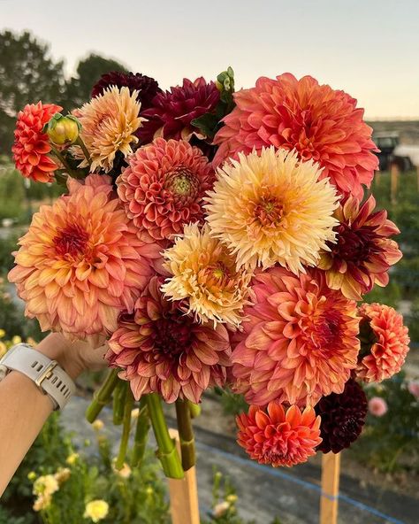 Rust Dahlia, 2022 Ending, Hoco Flowers, First Day Of September, Dahlia Flower Garden, Floral Branding, Dahlias Wedding, September Flowers, Dahlia Bouquet