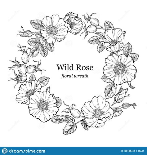 Illustration about Wild rose flowers and berries wreath, round frame. Line art drawing. Outline vector decorative rosehip background. Hand drawn dogrose bouquet. Illustration of botanical, bouquet, medicine - 170195414 Rose Line Art, Welcome Flowers, Line Art Flowers, Wreath Illustration, Flower Line Drawings, Wreath Drawing, Line Art Drawing, Flower Outline, Picture Engraving