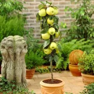 Tall and Skinny Columnar Fruit Trees | NatureHills.com