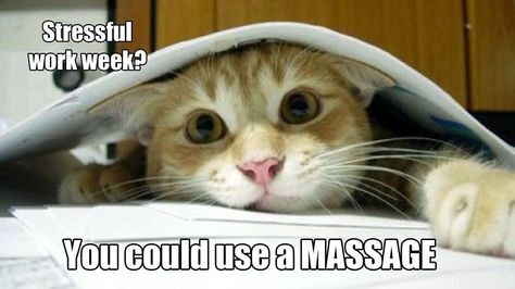 Stressful work week?  You could use a massage! Exam Snap, Therapy Business, Exam Quotes, Exam Quotes Funny, Funny Cat Photos, She Wolf, A Massage, Funny Captions, Work Week