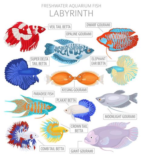 Fish Chart, Fish Freshwater, Fish Types, Tropical Fish Aquarium, Tropical Freshwater Fish, Fresh Water Fish Tank, Fish Icon, Freshwater Aquarium Fish, Beta Fish