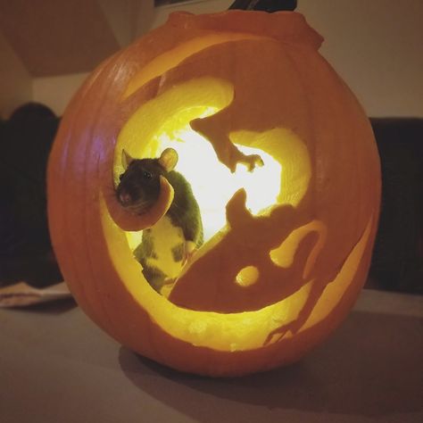 Halloween rat pumpkin carving. Possum Pumpkin Carving, Rat Pumpkin Carving Ideas, Guinea Pig Pumpkin Carving, Rat Pumpkin Carving, Rat Pumpkin, Pumpkin Carve, Pumpkin Carving Designs, Pumpkin Designs, Halloween Pumpkin Designs