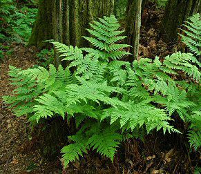 Athyrium felix-femina - Lady Fern - found in wet forest, swamps, streambanks, often with Devil's Club + Skunk Cabbage Evergreen Ferns, Lady Fern, Ferns Garden, Plants Growing, Forest Plants, Fern Plant, Woodland Garden, Shade Plants, Large Plants