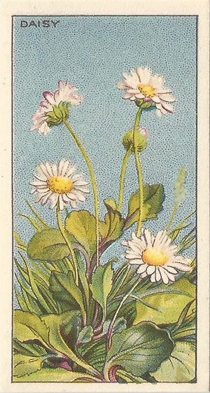 Daisy Vintage Aesthetic, Bellis Perennis Drawing, Daisy Poster Vintage, Flower Painting Daisy, Vintage Daisy Illustration, Vintage Daisy Print, Vintage Daisy Aesthetic Wallpaper, Daisy Flower Aesthetic Vintage, Daisy Botanical Illustration