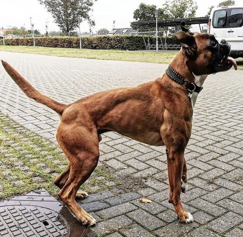 German Boxer Dog, Conditioned Dogs, Muscular Dog, German Boxer, Dog Fitness, Rip Dog, Dog Growling, Fit Dogs, Mastiff Breeds