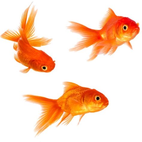 Goldfish Photography, Arte Inspo, Png Icons, Digital Sticker, Goldfish, Art Reference Photos, 그림 그리기, File Format, Cute Icons