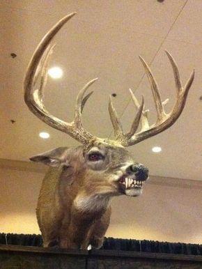 Hehe, hunting might be a bit different if the deer had teeth like this! Scary cool taxidermy here. :) Bad Taxidermy, Taxidermy Deer, Deer Mounts, Wolf Teeth, Hunting Humor, Taxidermy Mounts, Taxidermy Art, Vulture Culture, Oh Deer