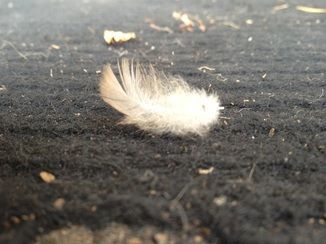 Feather Signs & Colour Meanings - Natalia Kuna - Psychic Medium Light Brown Feather Meaning, White And Brown Feather Meaning, Brown Feather Meaning, Grey Feather Meaning, White Feather Meaning, Feather Color Meaning, Meaning Of Feathers, Colour Meanings, Finding Feathers