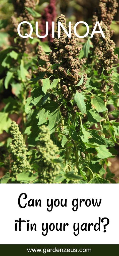 Quinoa? Can you grow it in your yard? #quinoa How To Grow Quinoa, Growing Quinoa, Is Quinoa Good For You, Quinoa Vs Rice Nutrition Facts, Sprouting Quinoa, Perennial Ground Cover, Sustainable Gardening, Sustainable Community, Plant Problems