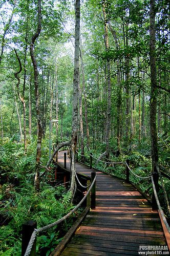 Forest Resort, Jungle Resort, Magic Places, Resort Architecture, Mangrove Forest, Resort Design, Lan Can, Forest Garden, Garden Pathway