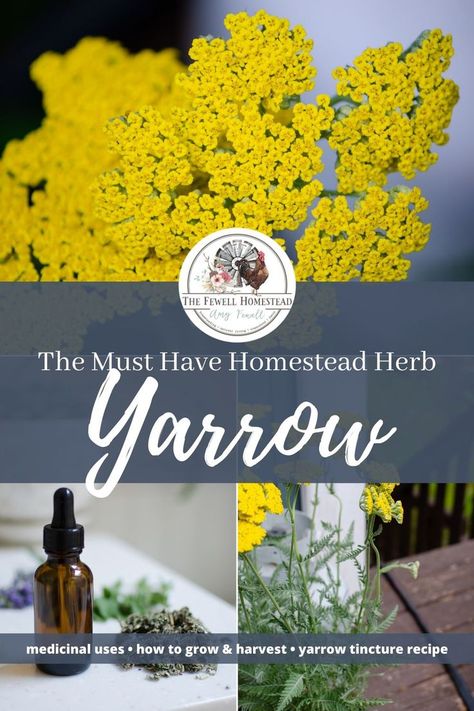 Yarrow Tincture, Medicinal Herbs Remedies, Medicinal Wild Plants, Yarrow Plant, Medicinal Herbs Garden, Herbal Recipes, Herbal Tinctures, Herbal Apothecary, Natural Healing Remedies