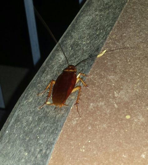 Cute Cockroach, Cockroach Aesthetic, Heart Type, Fake Pictures, Cute Love Couple, Best Friend Pictures, Friend Pictures, Cute Love, Animal Pictures