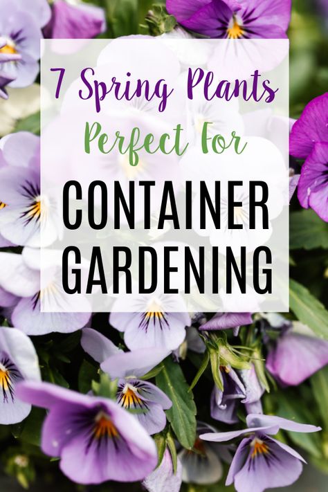 Seven Spring Plants Perfect For Container Gardening Container gardening is a simple way to decorate your porch, patio, or deck with a burst of color from hearty and easy-to-care-for plants. The key is to choose plants that will work well for your particular conditions, such as access to sun and shade. It's also fun to... The post Spring Plants Perfect for Container Gardening appeared first on Simply Amazing Living. Spring Potted Plants, Spring Container Ideas, Spring Container Gardens, Spring Containers, Heat Tolerant Plants, Spring Planter, Seven Springs, Gardening Zones, Burst Of Color