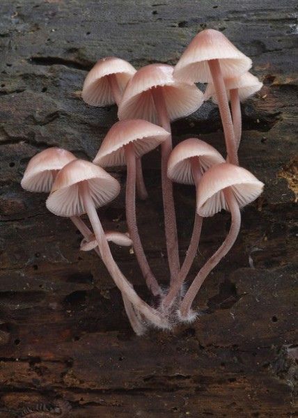 Mushroom Pictures, Mushroom Drawing, Slime Mould, Plant Fungus, Mushroom Fungi, Wild Mushrooms, Mushroom Art, Botany, Beautiful Nature