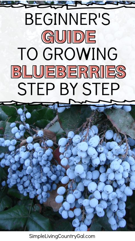 How To Grow A Blueberry Bush, When To Plant Blueberry Bushes, Grow Blueberries From Seed, Blueberry Seeds Growing, Growing Blueberries From Fruit, How To Plant Blueberry Bushes, How To Grow Blueberries From Seed, How To Grow Blueberry Bushes, Blueberry Plants How To Grow